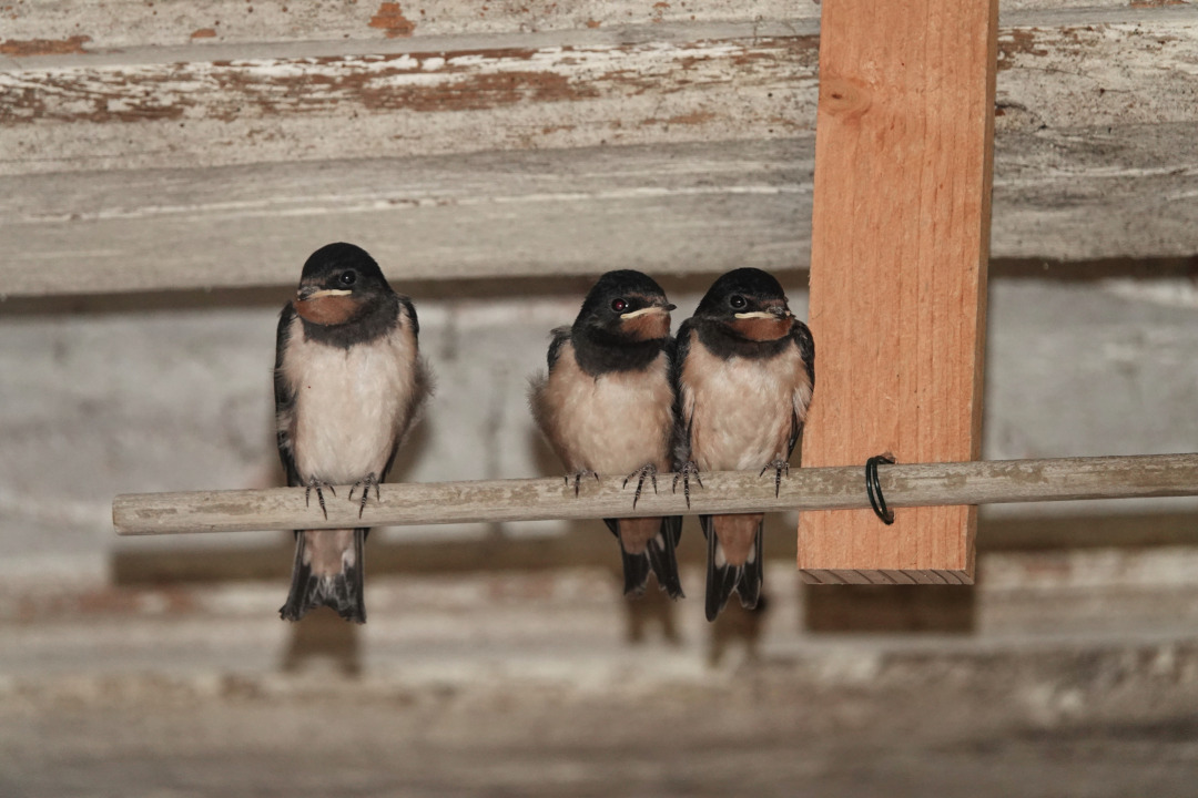 Trois hirondelles rustiques